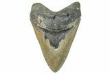 Serrated, Fossil Megalodon Tooth - North Carolina #272386-1